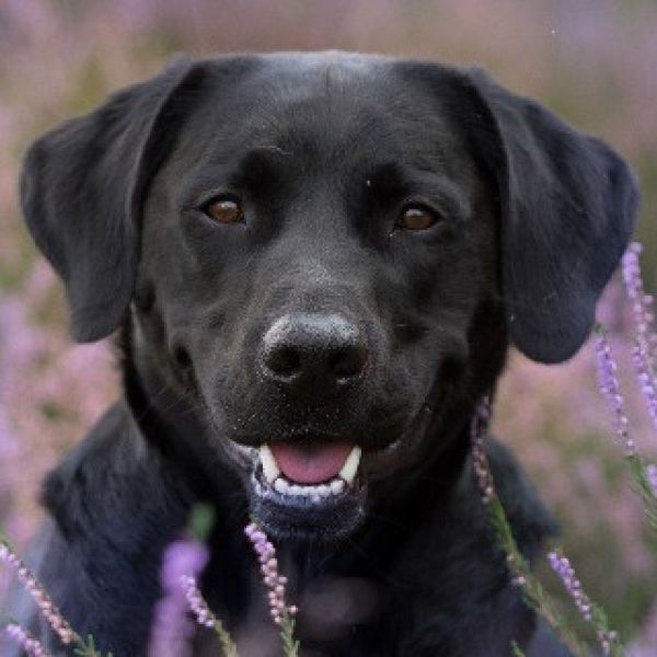 Portraitfoto von Oskar 