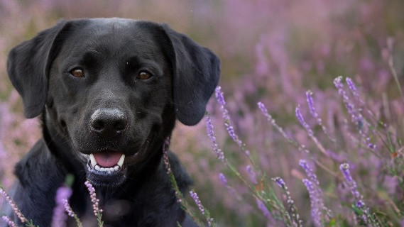 Portraitfoto von Oskar 